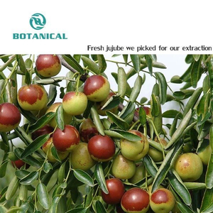 Ziziziphus Zizyphus Jujuba Wervelkolom Dadelzaad Extract Poeder Jujube Saponinen A B 0.3% - Product Image 2