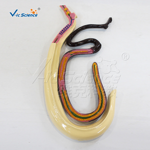 Modèle anatomique <span class=keywords><strong>de</strong></span> schistosomadémeuse, structure interne des organes internes du parasite masculin et féminin, outil d'apprentissage <span class=keywords><strong>de</strong></span> la biologie CE/ISO/ROHS/CNAS - Product Image 6