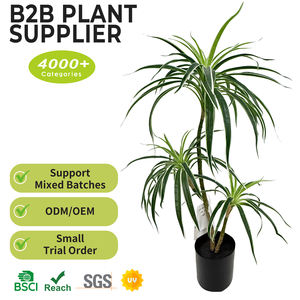 Bambou porte-bonheur <span class=keywords><strong>Dracaena</strong></span> Sanderiana, plante en plastique, arbres du Brésil, dragons artificiels, branche de <span class=keywords><strong>Dracaena</strong></span> tropicale pour la décoration de la maison - Product Image 2