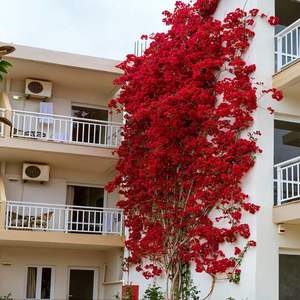 EG-G611 จําลองดอกเบญจมาศตกแต่งภายในช่อดอกไม้จัดงานแต่งงานสวนเถาตกแต่งร้าน - Product Image 5