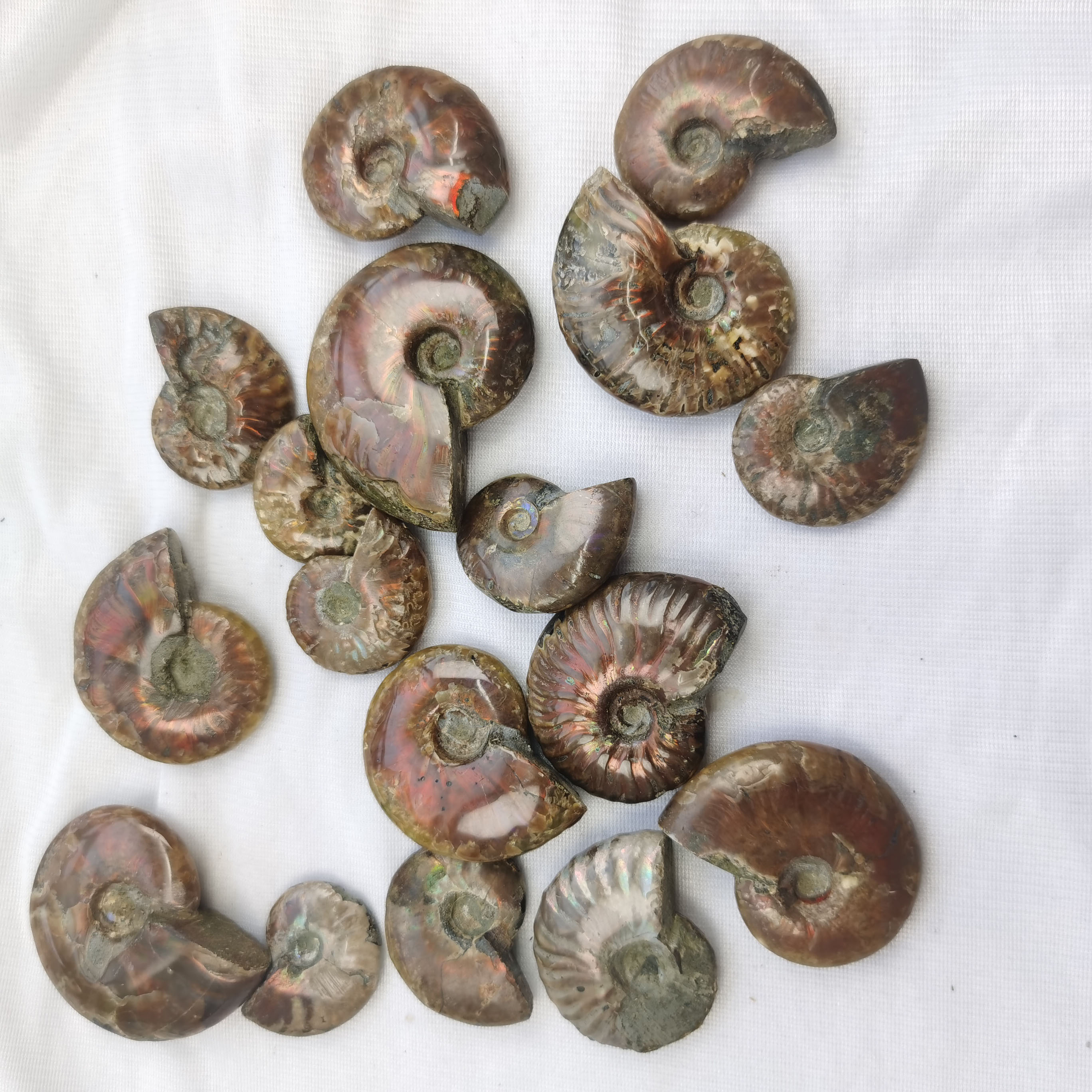 Fossile d'ammonite coloré