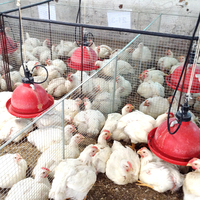 Système d'abreuvement ZZ pour poulets de chair : Abreuvoir automatique en plastique durable pour volailles, type cloche géante, abreuvoirs Plasson