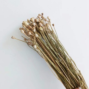 Flores Secas Naturales Reales al por Mayor de Fábrica de Kunming, Amapola Seca para Arreglos Florales de Boda/Decoración en Estilo INS - Product Image 3