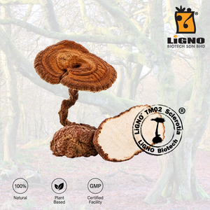 สารสกัดจากเห็ดนมเสือ LiGNO TM02 ชนิดผงสกัดจากสกอเลโรทิอุม วัตถุดิบสำหรับอาหารเสริม จำหน่ายแบบขายส่ง - Product Image 1