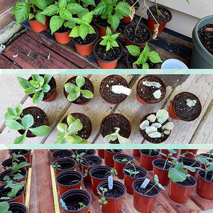 Macetas de Plástico P130 a Precio de Fábrica, Macetas para Plantas y Flores, Termoformadas, Suaves, para Viveros - Product Image 4