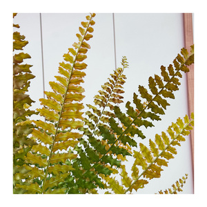 ใบ<span class=keywords><strong>เฟิร์น</strong></span>เปอร์เซียสีทอง 14 ใบ ใบไม้สีเขียวจำลองคุณภาพสูง พวงไวน์ไอวี่ประดิษฐ์สำหรับตกแต่งดอกไม้งานแต่งงาน ลายพืช - Product Image 2