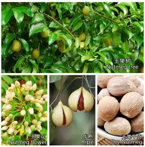 Factory Supply Premium Organic Dried Nutmeg Spices Herbs Products Bulk Spices