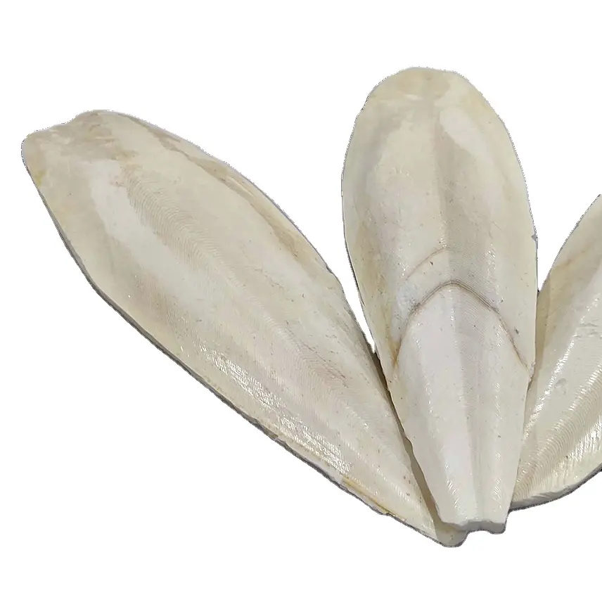 Amazing Price Cuttlefish bone cuttle fish bone cuttlebone for bird//Ms. Daisy