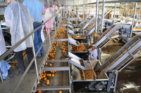 Machine de transformation des fruits pour la mise en conserve : ligne complète pour la découpe en demi-tranches, le pelage, le tri, la calibrage et l'épilation des pêches