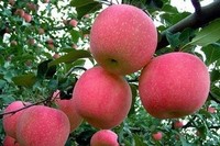 Pommes rouges fraîches Fuji et Gala, pommes sucrées et croustillantes, fournisseur en gros de Chine pour l'exportation