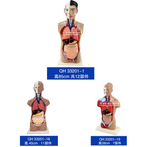 Modèle de structure du corps humain, simulation médicale, anatomie des organes internes, torse 3D détachable et assemblable, pour enfants - Product Image 5