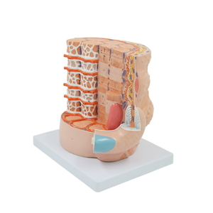 Maniquí Anatómico de PVC con Fibra Reticular, Modelo de Enseñanza de Fibra Muscular Esquelética Ampliada para Uso Hospitalario - Product Image 6