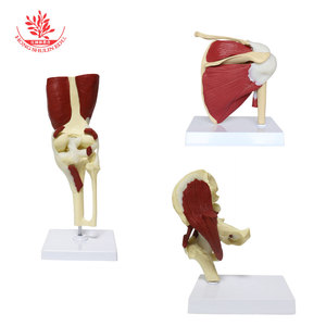 Modelo de articulación humana con músculos, comunicación funcional entre ortopedista y paciente, muestra de articulación médica con versión muscular - Product Image 1