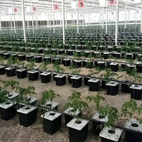 Petit système hydroponique agricole de qualité alimentaire pour la plantation de tomates et de poivrons Méthode hollandaise du baril