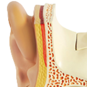 ADA-A671 High Quality Right Ear <strong>Structure</strong> Magnified Model,3x Life Size,<strong>5</strong> Parts Medical Teaching Human Anatomy - Product Image 2