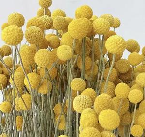 Bán Buôn Tự Nhiên Hoa Khô Vàng Billy Nút Quả Bóng Bó Hoa Boho Khô Hoa Khô Bó Hoa Nhà Hàng Thủ Công - Product Image 4