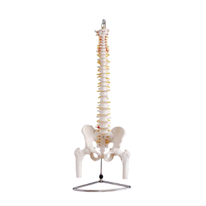 Columna vertebral didáctica de enseñanza médica ADA con cabezas de pelvis y fémur Columna vertebral con cabezas de pelvis y fémur - Product Image 2