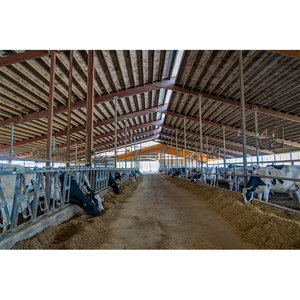Hangar préfabriqué en acier isolé et ventilé pour ferme pour l'élevage des vaches - Product Image 5