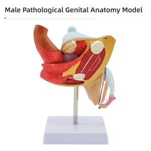 Modèle d'anatomie du système urinaire reproducteur masculin Aide à l'enseignement médical en PVC pour les organes externes internes de l'école de médecine, y compris - Product Image 4