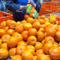 Jeruk Mandarin Valencia Segar Manis Kelas A Hubei Cina +40 Hari Penyimpanan Dingin