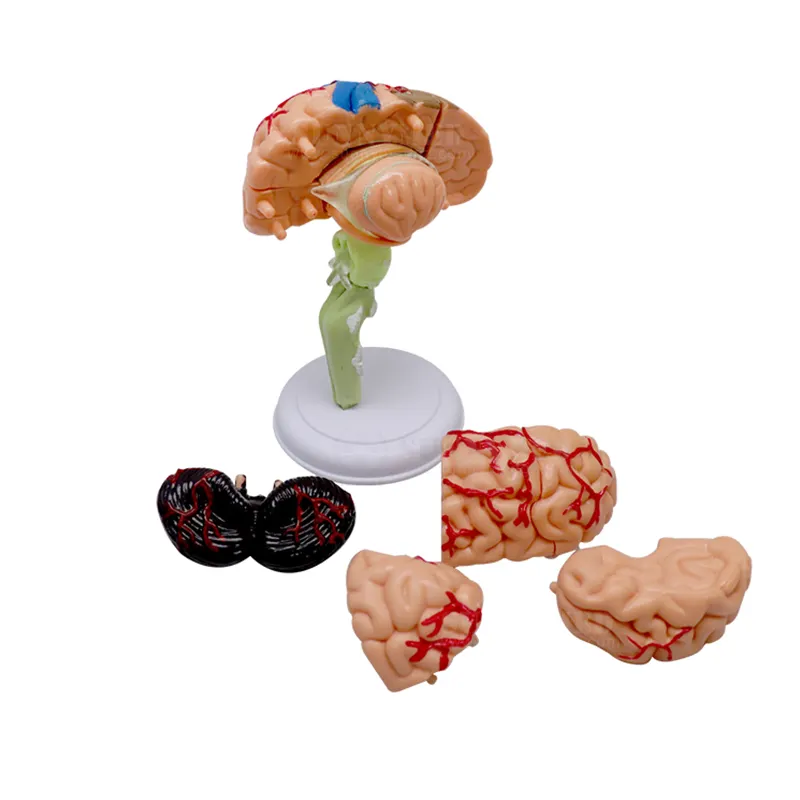 SY-N012 Good Technology school teaching model anatomical model 4D Human Brain Model Detachable 32 Parts