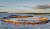 Cages à poissons pour l'aquaculture, cages flottantes en HDPE pour la pisciculture en haute mer