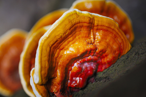 Chất lượng tốt nhất Reishi chiết xuất bột Reishi Nấm chiết xuất <span class=keywords><strong>Ganoderma</strong></span> <span class=keywords><strong>lucidum</strong></span> chiết xuất 10% ~ 50% polysaccharides - Product Image 3