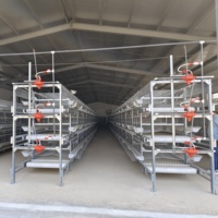 Cage semi-automatique pour poulets de chair de type H à vendre pour l'élevage de poulets