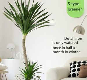 Recommandation Hiver : Plante en Pot Dragon Blood Tree (Schefflera) pour Balcon, Absorption du Formaldéhyde, Grande Taille, Idéale Bureau et Salon - Product Image 2