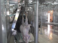 Équipement de ligne d'abattage personnalisable en usine pour poulets, pigeons, cailles, oies, lapins, oiseaux et canards