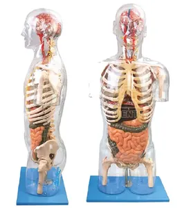 模型的透明躯干内脏医学人体