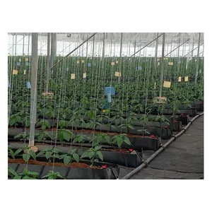 חקלאות הידרופוני גידול צינור עבור פלפל תות