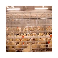 Cage de couveuse de poulet Couveuse tridimensionnelle Un système automatique de cage de couvaison de poulie de type