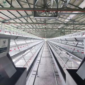 <span class=keywords><strong>Jaula</strong></span> para Gallinas Ponedoras Tipo A, Totalmente Automática, para la Recolección de Huevos, con Capacidad para 30000 Aves, para Granjas Avícolas a Gran Escala - Product Image 1