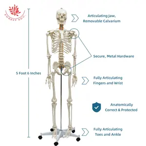 FRT001教学资源180厘米Esqueleto 206pcs带神经根纹理人体骨骼模型教学用品