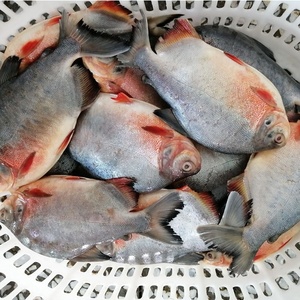 <span class=keywords><strong>Poisson</strong></span> <span class=keywords><strong>Pacu</strong></span> rouge congelé chinois de haute qualité Pomfret rouge congelé rond entier <span class=keywords><strong>poisson</strong></span> Pomfret rouge congelé - Product Image 5