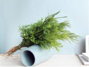 Dekorasi FBY02S-109 bahan lanskap bunga rumput pohon pinus diaphasium kering daun Veitchii lumut klub kering - Product Image 5