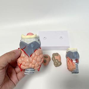 Modello Anatomico di Confronto Tiroideo Sano e Anormale, Due Esemplari per l'Esposizione della Struttura della Tiroide, Modello per Biologia Endocrina - Product Image 2
