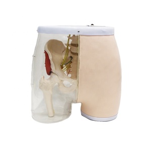 Simulateur d'<span class=keywords><strong>injection</strong></span> <span class=keywords><strong>intramusculaire</strong></span> fessière semi-transparent grandeur nature avec repères osseux palpables pour l'enseignement infirmier CE ISO ROHS CNAS - Product Image 2