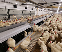 Cage à poules automatique de type A pour 50 000 poules pondeuses pour poulailler ferme avicole
