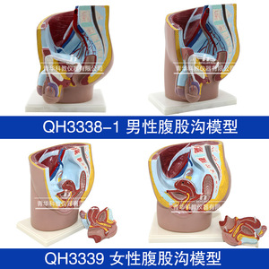 Modèles biologiques des parties génitales masculines et féminines Qinghua, instruments éducatifs biologiques, organes humains, démonstration médicale - Product Image 5