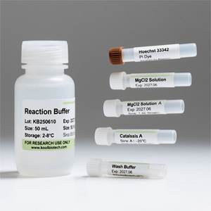 क्लिक-यह कोशिका जीव विज्ञान और ऑन्कोलॉजी अनुसंधान कोशिका प्रसार का पता लगाने के लिए EdU-488 फ्लोरोसेंट रासायनिक अभिकर्मकों किट - Product Image 2