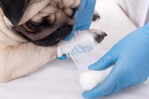 Hosale-Kit de joyería médica para perro, gato y perro - Product Image 6