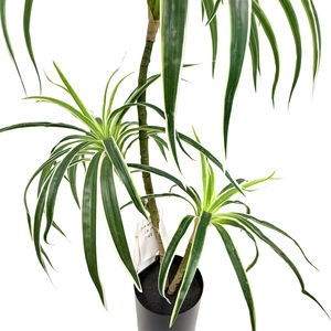 Bambou porte-bonheur <span class=keywords><strong>Dracaena</strong></span> Sanderiana, plante en plastique, arbres du Brésil, dragons artificiels, branche de <span class=keywords><strong>Dracaena</strong></span> tropicale pour la décoration de la maison - Product Image 4