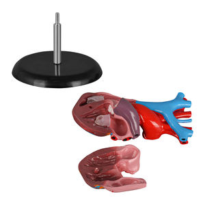 Modèle d'anatomie cardiaque humaine en PVC naturel grandeur nature pour l'enseignement des leçons d'anatomie - Product Image 5