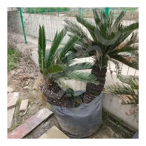 HOKBG Agro Planter Protección del medio ambiente tratada con UV Tela de PP con asas Bolsa de cultivo Cycas para interiores y exteriores