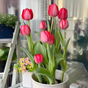 Juego de Cuatro Flores de Tulipán Importadas en Maceta, Resistentes al Frío, Hechas a Mano, para Plantar Todo <span class=keywords><strong>el</strong></span> Año, Realistas, para <span class=keywords><strong>el</strong></span> Día de San Valentín, Navidad - Product Image 2