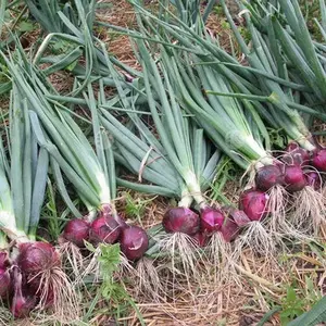 High Quality Big Round China Fresh Red Onion With Good Price For Export Onion With Cheap Price For Sale Organic Fresh Vegetable
