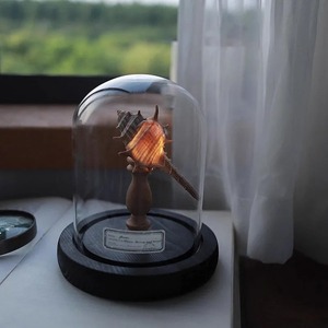 <b>Shell</b> Sea Urchin Lamp Study Desk Decoration Ornament Indoor Room Bedside Night <b>Light</b> Handmade Diy Material Package Holiday Gift - Product Image 5