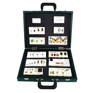 Gelsonlab HSBS-127 Ciclo <span class=keywords><strong>de</strong></span> Vida <span class=keywords><strong>de</strong></span> <span class=keywords><strong>Insectos</strong></span>, Espécimen Biológico Encapsulado - Product Image 6